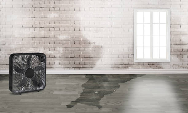 Best Mold removal after water damage  in Rapid Valley, SD